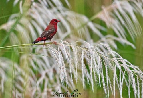 363051733 300106749087529 6396616778459492299 n (1)