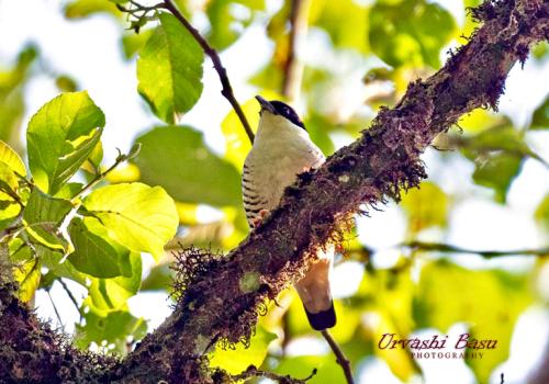 363491482 181076501643942 2765460333595871511 n