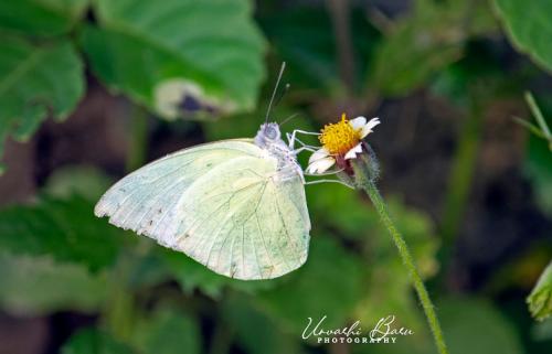 Cabbage-white (1)