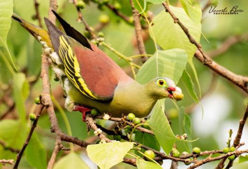 Green-footed-pigeon-Central-park
