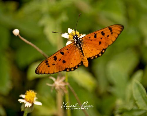 Gulf-fritillary-butterfly (1)