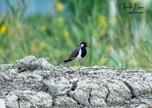 Red-wattled-lapwing-1